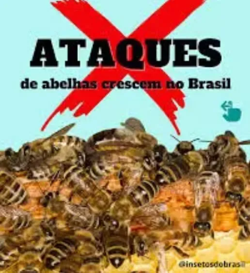 Coxim: Trabalhador morre após ser atacado por enxame de abelhas em fazenda