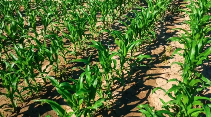 Segunda safra de milho pode ter chuvas abaixo da média em MS