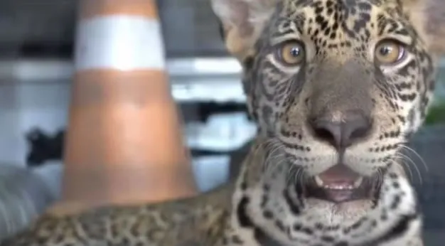 Filhote de onça que era criado como pet é transferido a recinto em Goiás