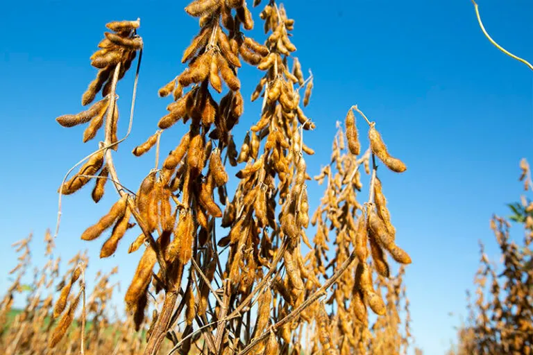 Embrapa – Novas cultivares de soja combinam alta produtividade e resistência a doenças