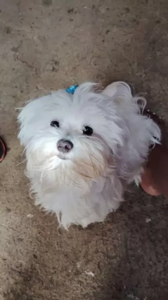 Procura-se o cãozinho Dudu