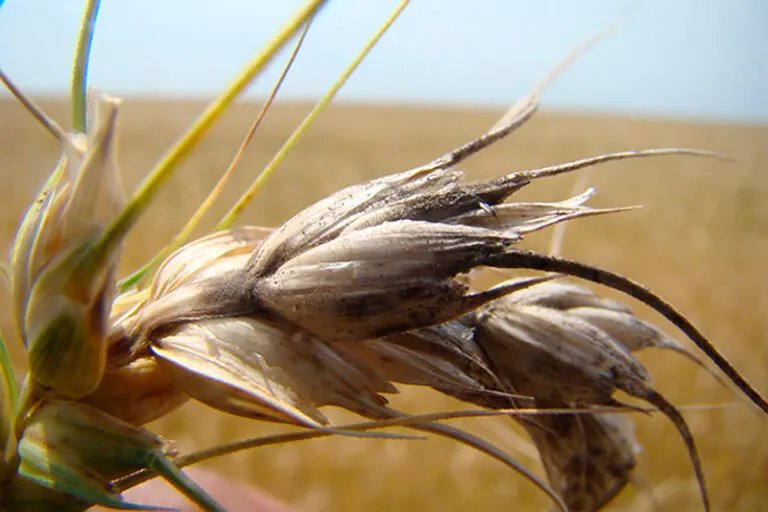 Doenças em lavouras devem se intensificar com as mudanças climáticas, alerta Embrapa