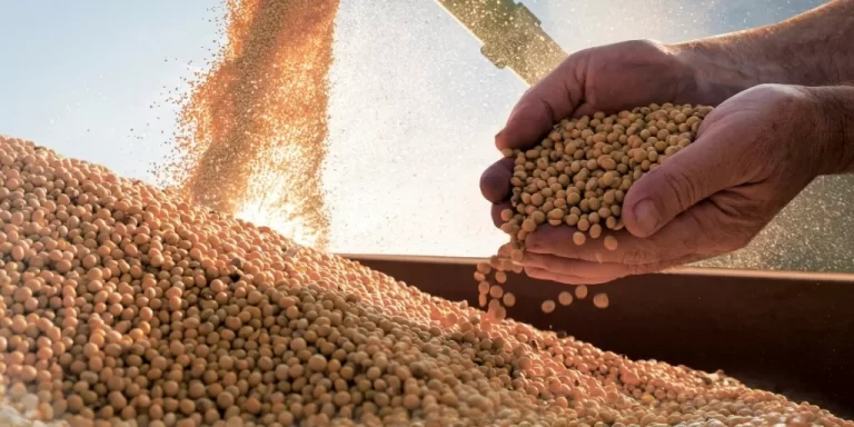 China reduz compras de soja: quais são as consequências?