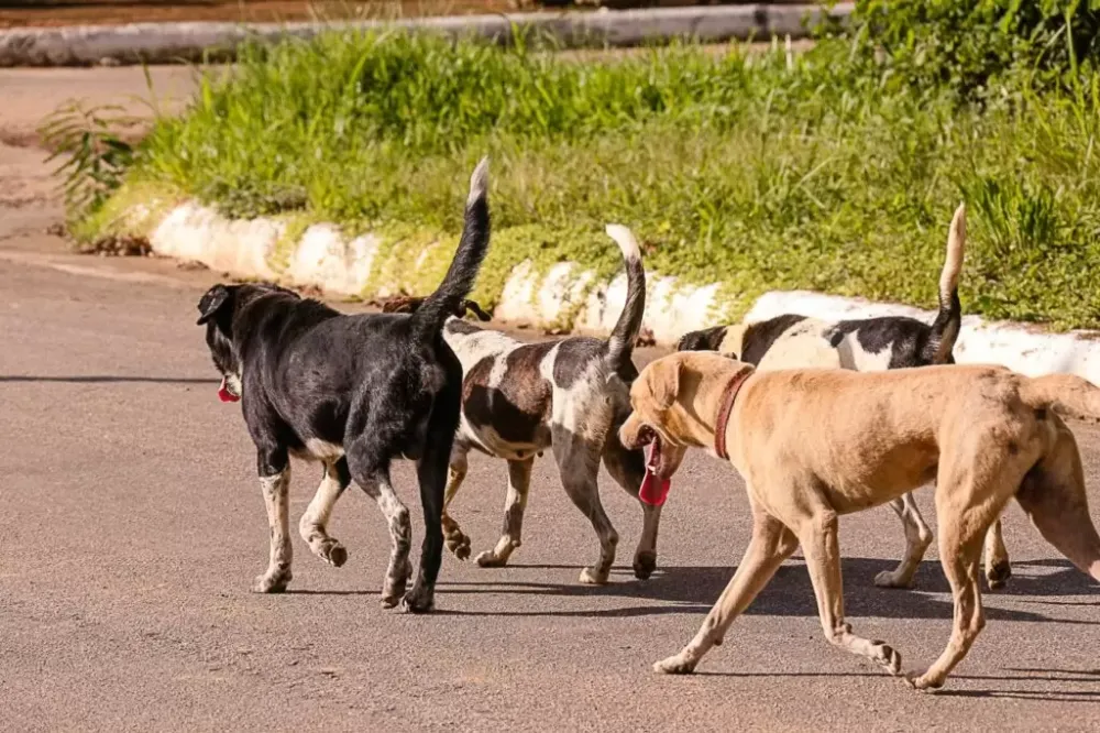 Dois moradores do Bairro Planalto foram atacados por cachorros soltos nas ruas