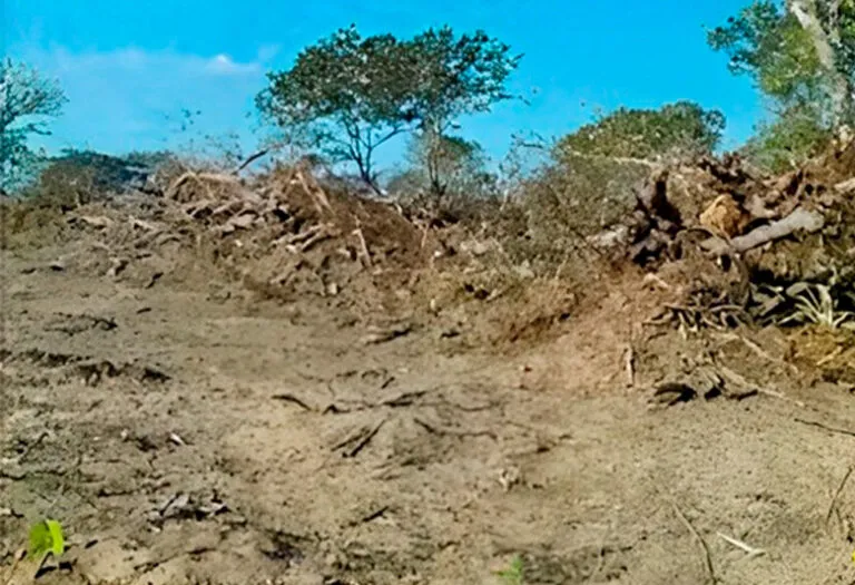 Fazendeiro firma TAC para recuperar área desmatada e doa meio milhão a laboratório da Uems