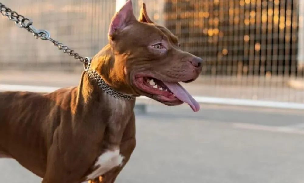 O PROBLEMA NÃO É A RAÇA, É O PREPARO”, ESPECIALISTA EXPLICA ATAQUES DE PITBULLS EM GOIÁS