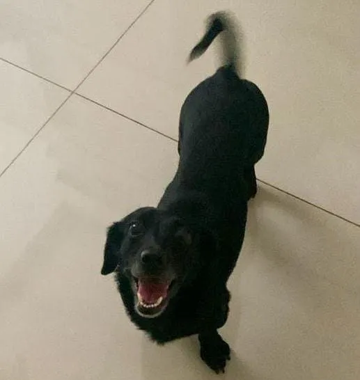 PROCURA-SE CACHORRINHA DESAPARECIDA EM JATAÍ