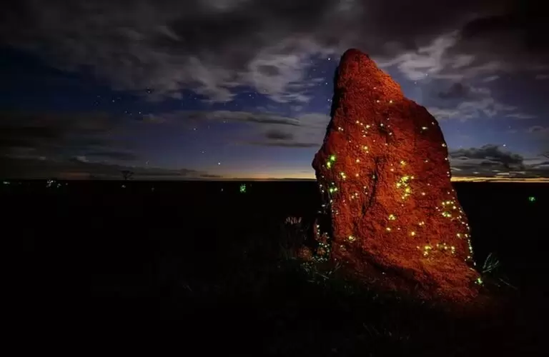 Cupins luminescentes e patrimônio mundial: conheça o Parque Nacional das Emas que tem mais de 300 espécies de aves