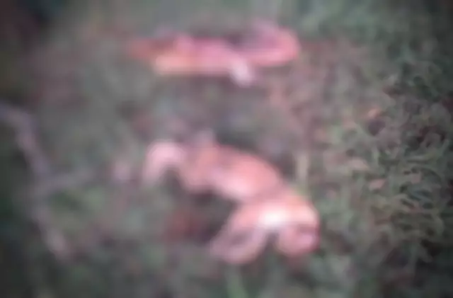 Carcaças de onças são achadas em fazenda de Camapuã e polícia prende caçador