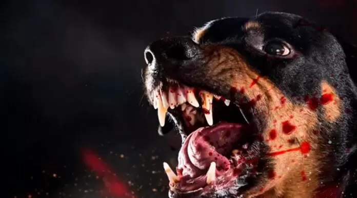 PM localiza tutora de cachorro que atacou e deixou mulher ferida em Costa Rica