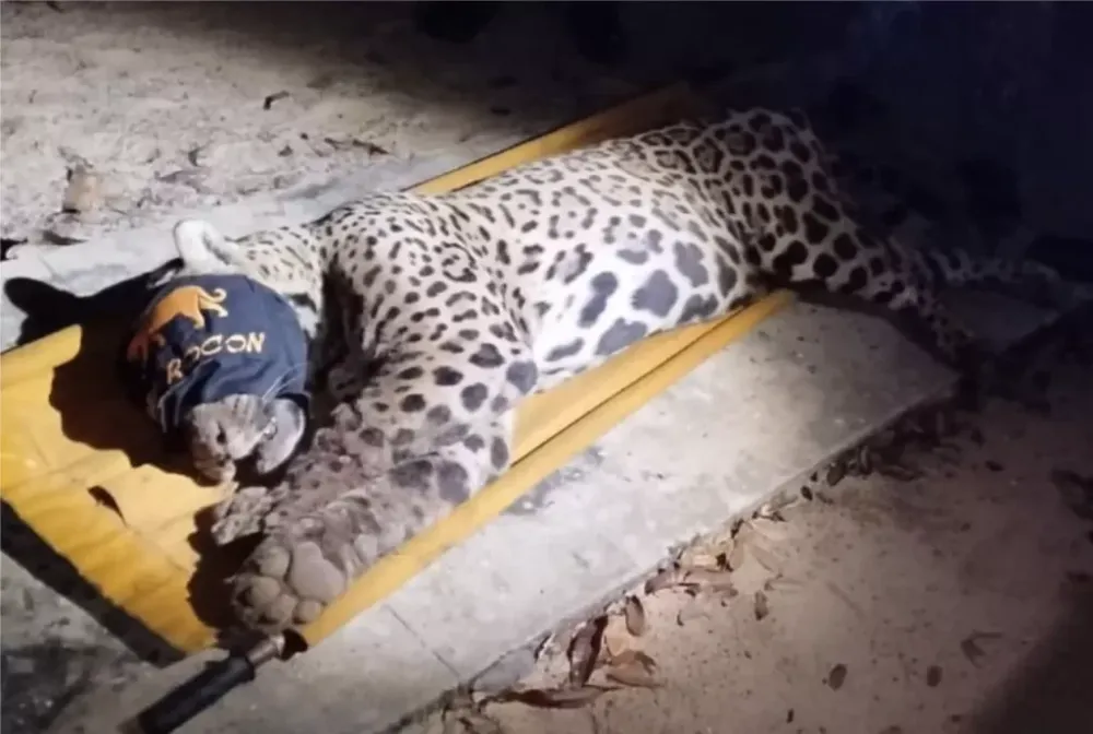 Pedaços de ossos e cabelos são encontrados em fezes de onça que atacou caseiro no Pantanal de MS