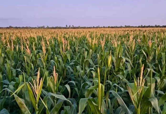 Produzir um hectare de milho custa R$ 4,4 mil em Mato Grosso do Sul