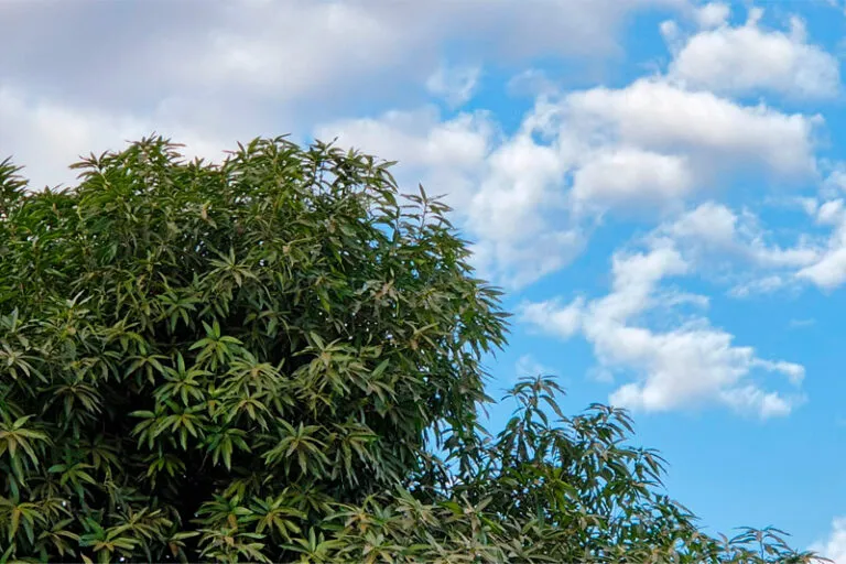 Final de semana com muitas nuvens e possibilidade de pancadas de chuva neste domingo (11)