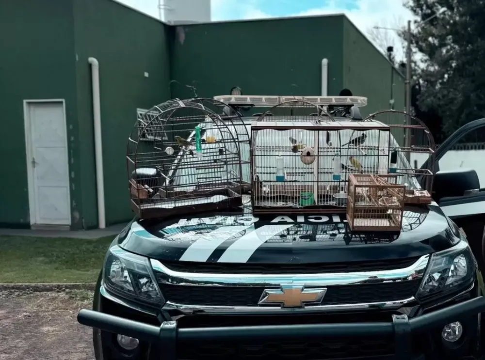 Polícia Civil identifica crime ambiental durante cumprimento de mandado em Chapadão do Sul