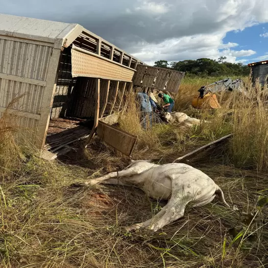 Carreta com 101 bezerros tomba e motorista fica ferido em Figueirão