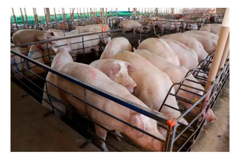 Com quase 300 granjas, suinocultura impulsiona economia de MS e vira referência nacional em tecnologia de produção