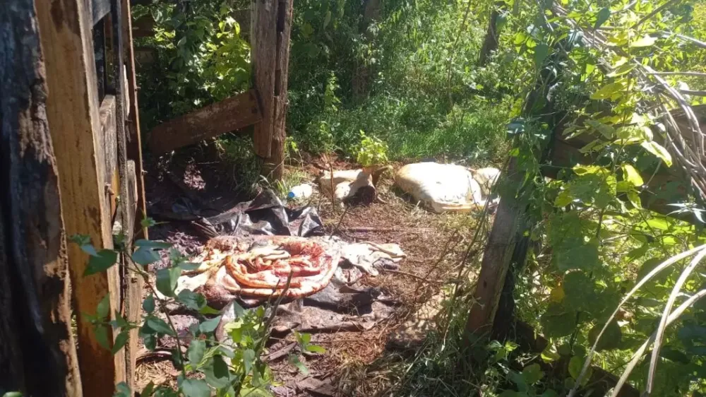 Polícia Civil esclarece furto e abate de gado e apreende arma de fogo irregular em Paraíso das Águas