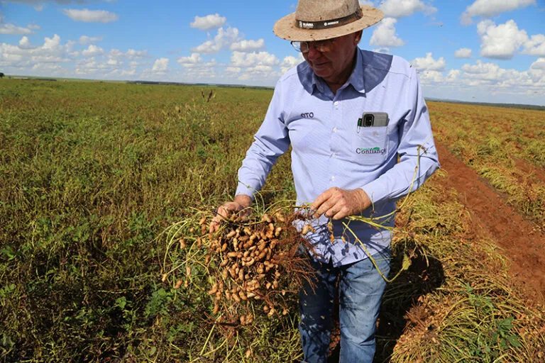 Colheita de amendoim em Chapadão do Sul revela boa produtividade e necessidade de ajustes