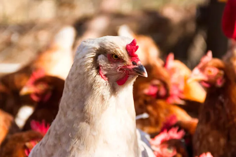 MAPA confirma primeiro foco de gripe aviária em granja comercial no Brasil