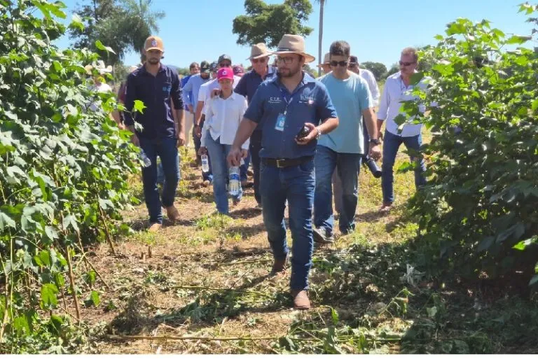 Dia de campo da UFMS aponta possível viabilidade do algodão em Porto Murtinho