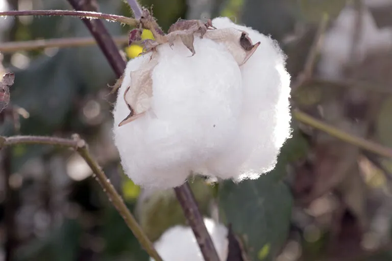 Setor algodoeiro se une pela sustentabilidade da produção nacional