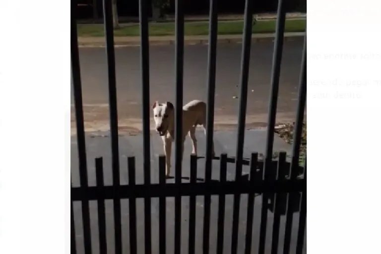 Pit Bull solto em Chapadão do Sul ameaça entrar em casa para atacar cão e assusta família