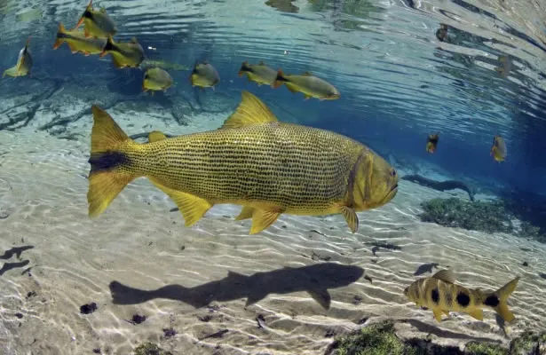 Após pedido de vistas, projeto que proíbe pesca do Dourado deverá ser votado na Alems
