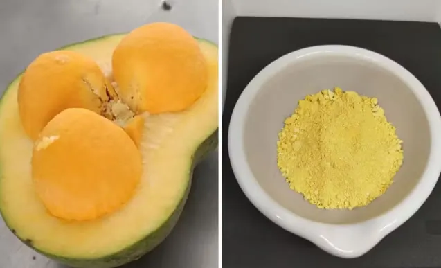 Pequi em pó: pesquisa da UFG desenvolve variação do fruto para ser usada na culinária e na indústria farmacêutica